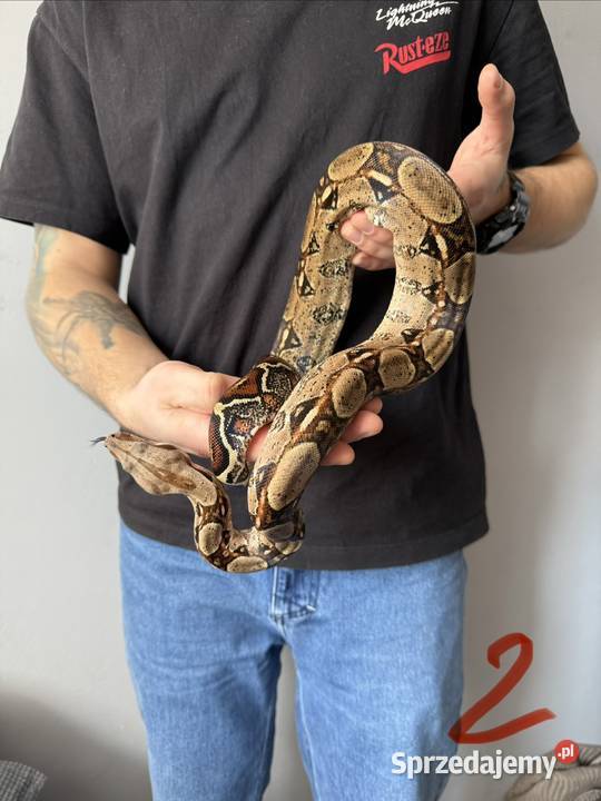 Wążwęże na sprzedaż Żory