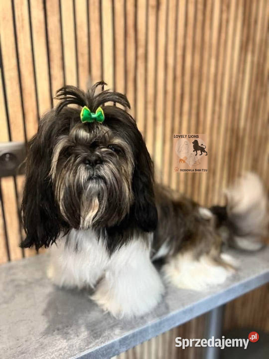 Cudowne maluchy shihtzu Shih Tzu Piekary Śląskie