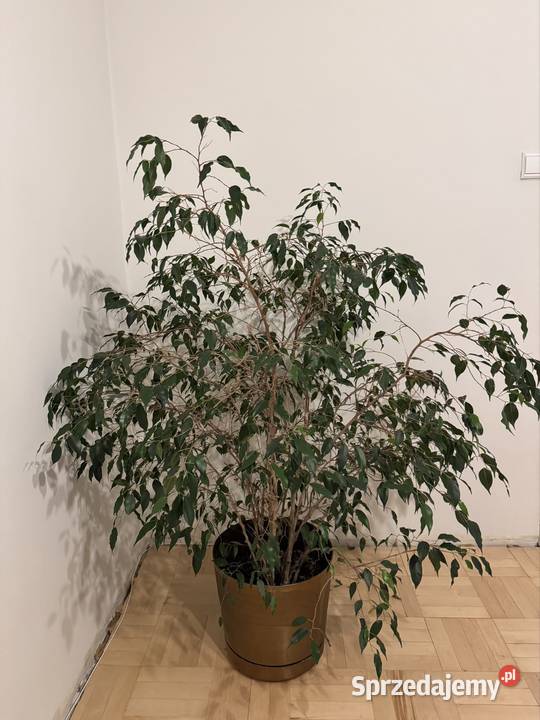 Beniamin Fikus wysokość 130 z donicą ozdobną Częstochowa