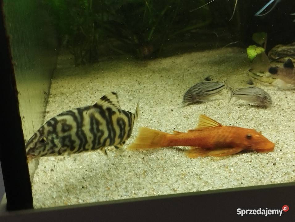 Bocja siatkowana xl ryby akwariowe rybki Ryby Wygoda