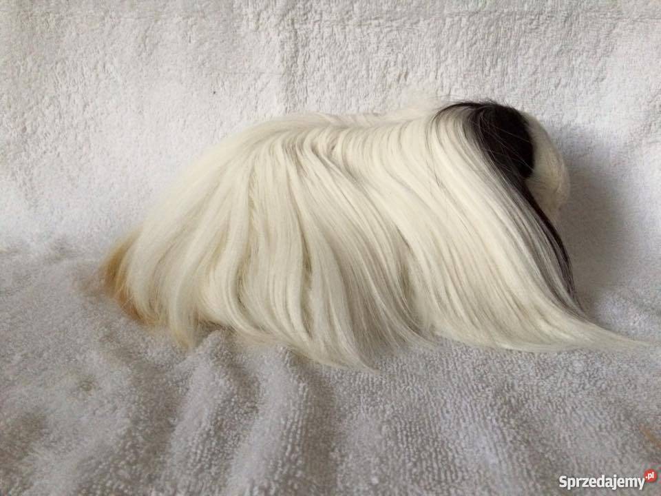 Rasowe świnki morskie sheltie Samiczki Wrocław