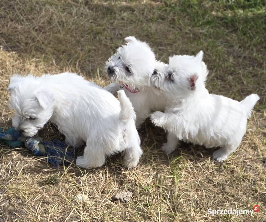 West highland white terrier westi zkwp FCI sprzedam