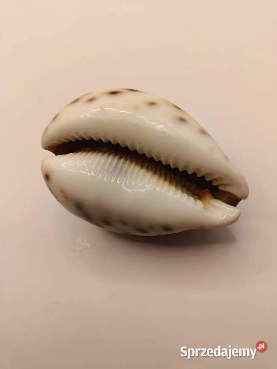 MUSZLA PIĘKNA MUSZLA PORCELANKI TYGRYSIEJ Zamość