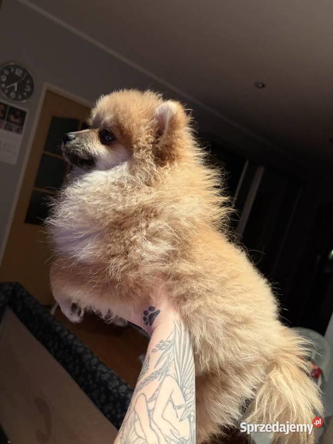 Szpic Miniaturowy Szpic miniaturowy Czarnów