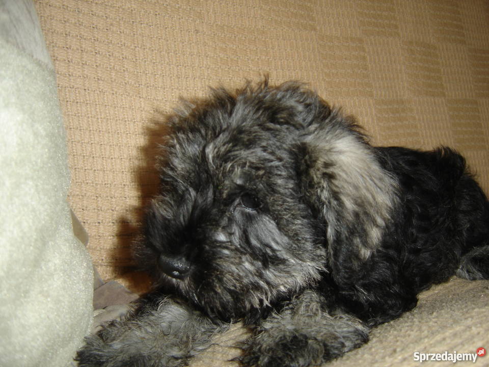 sznaucer miniaturowysznaucer miniatura Gagowy Nowe