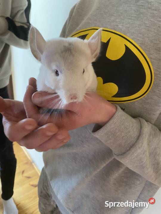 Szynszyla szynszyl szynszyle samczyk light tan Starachowice