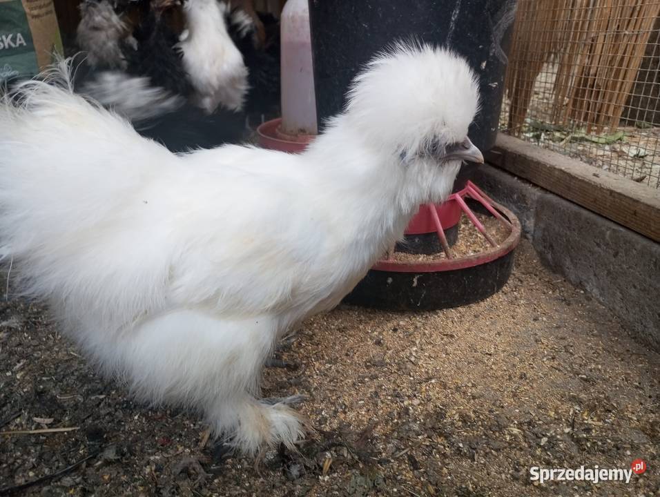 Kury ozdobne silki czubatka polska białoczuba Kozy sprzedam