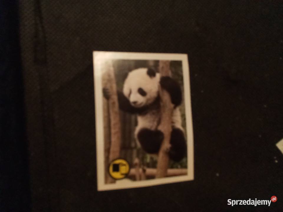 Naklejka zwierzęta świata Panda wielka 75 mazowieckie