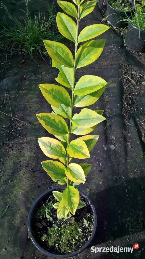 Ligustr Aurea Variegata Mszczonów