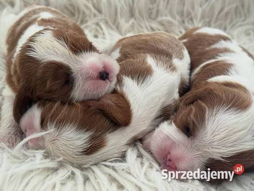 Cavalier King charles spaniel suczka Bielsko-Biała