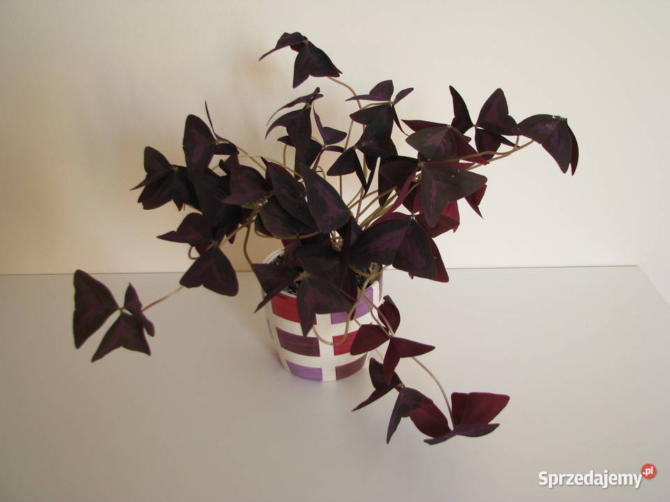 Szczawik trójkątny purpurowy na taras do