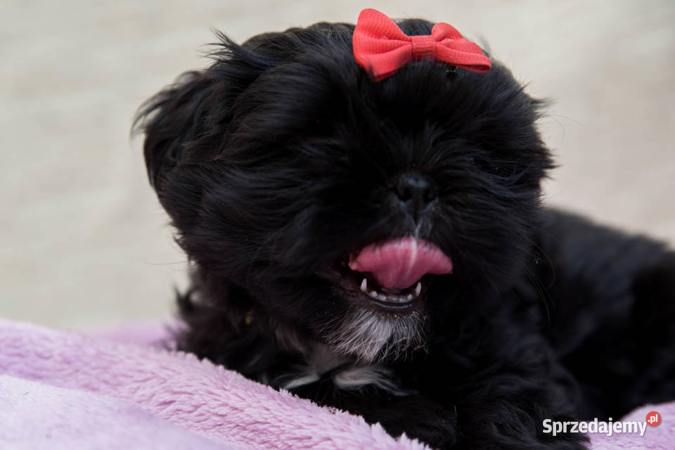 Shih Tzu Czarne i CzaroBiałe Dłutów sprzedam