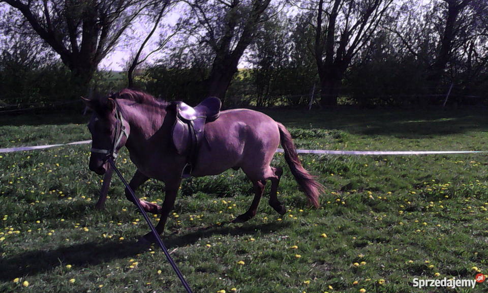 Koń Ogier Konik Polski