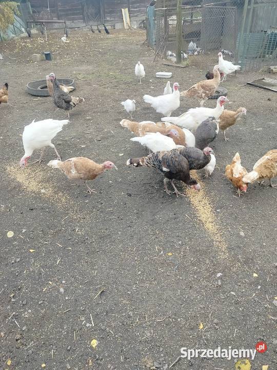 Indyki tegoroczne lubelskie sprzedam