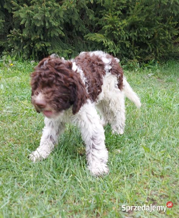 Lagotto Romagnolo Będzin