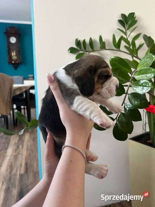 Beagle tricolor ZKwP Konopiska