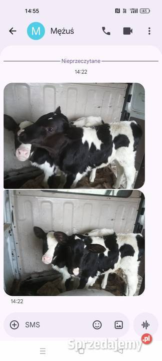 Sprzedam cielaczki Wyrzyki sprzedam