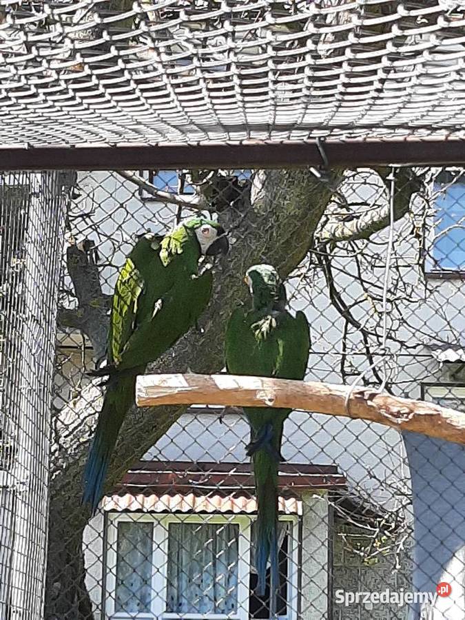 Ary severa para lęgowa Skała