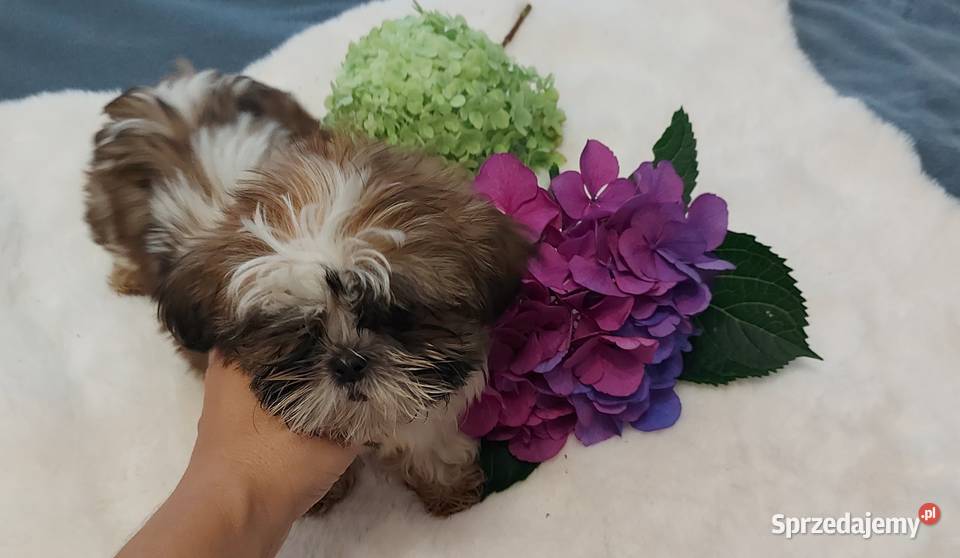 Wesoły piesek shih tzu Brzeg Dolny