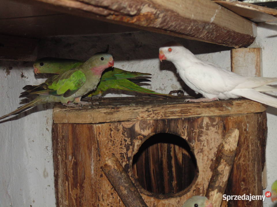 ksierzniczka wali śląskie