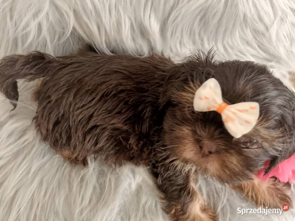 Gotowa do odbioru czekolada suczka rasy ShihTzu Ostrzeszów