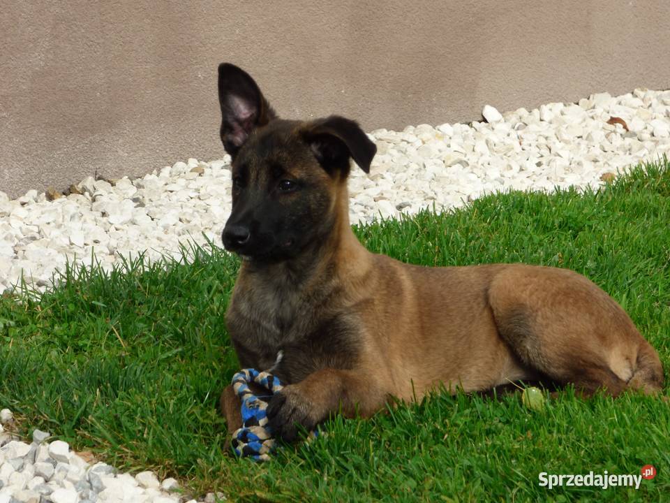 Owczarki belgijskie malinois