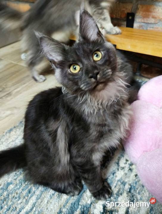 Phantome Noir wyjątkowy kocurek Maine Coon black Czempiń