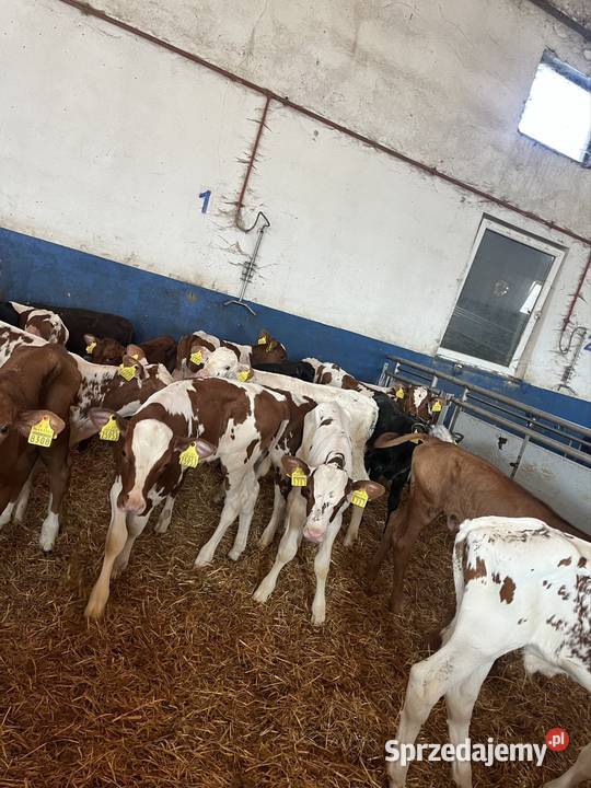 Sprzedam 19 byków Litwa numer do szefa 783073750