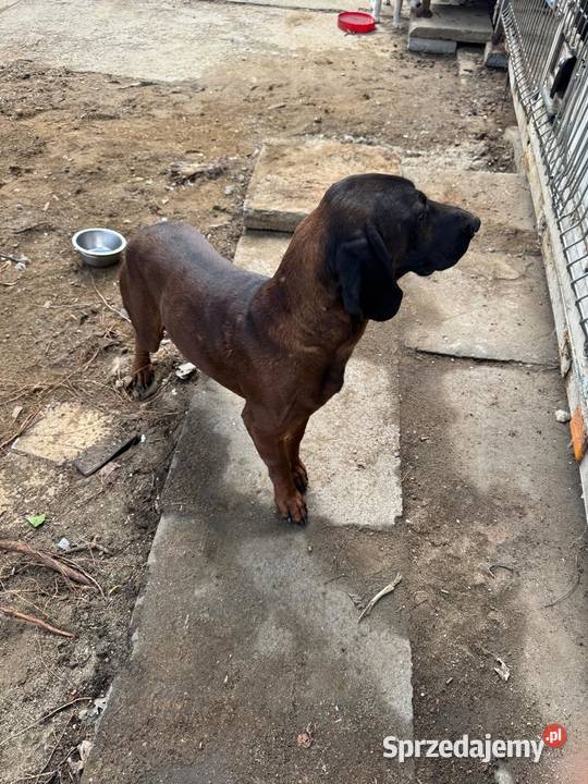 Suka Gończy Polski sprzedam
