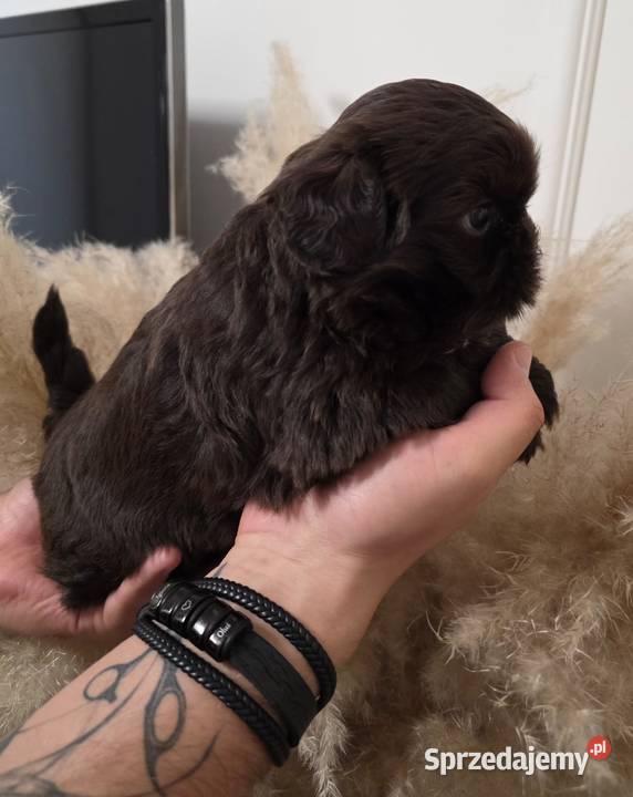 Szczeniaki shih tzu rezerwacja Shih Tzu Kielce