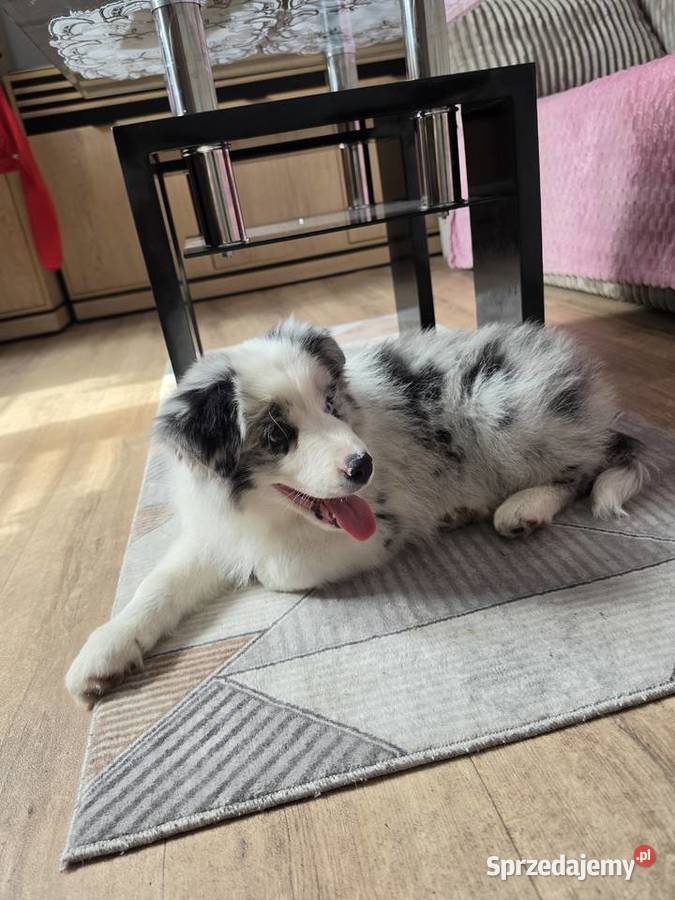 Piesek rasy border collie blue merle Kutno