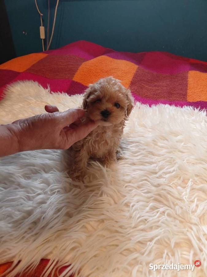 Pudel toy suczka morelowa Wyszków sprzedam