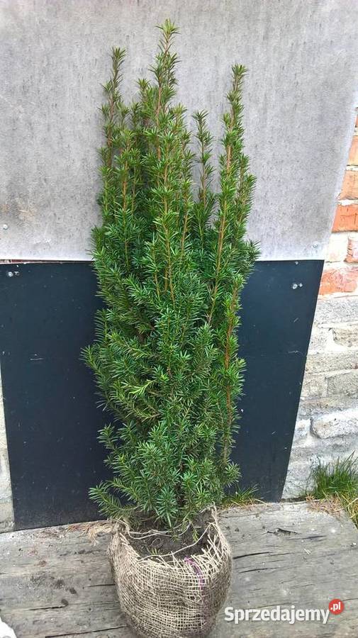 Cis Hicksi SzybkorosnącyGęsty Żywopłot Mszczonów