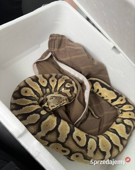 Sprzedam Pytona Królewskiego Python regius z Tczew sprzedam