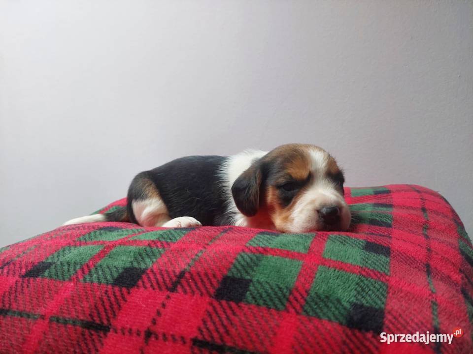Szczeniaki rasy beagle piesek suczka Beagle Kraków