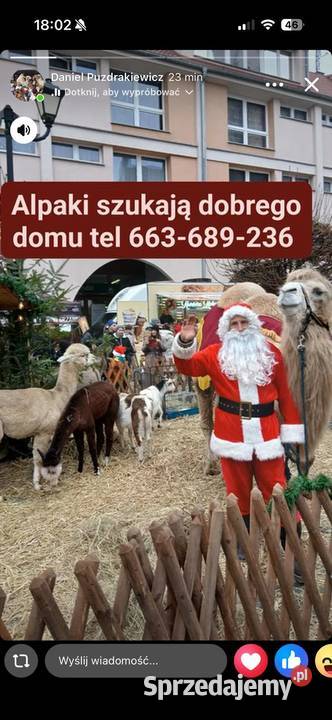 Sprzedam alpaki do dobrego domu Grzymalin