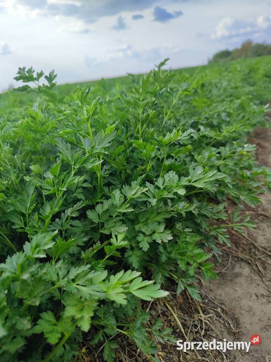 Natka pietruszki Łęczyca