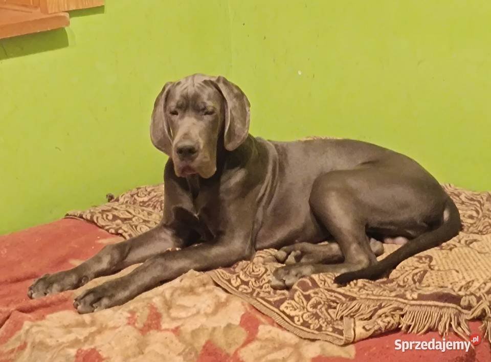 Dog niemiecki czarna suczka i błękitny samiec Słopnice