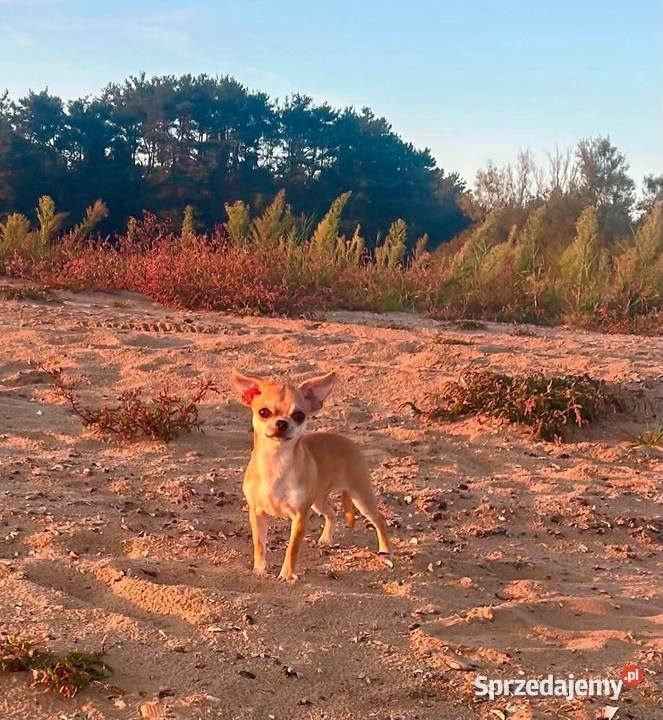 Chihuahua suczka ZKwP Raczyce
