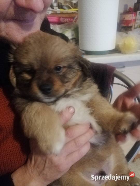 Sprzedam pekińczyki mieszane z shitzu Skalbmierz sprzedam