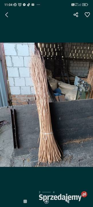 Wiklina korowanawiklina zielona podkarpackie Rudnik nad Sanem sprzedam