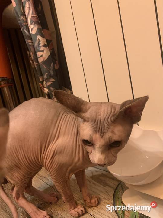 Sfinks Kanadyjski Reproduktor Sfinks Kanadijski Krycie i reprodukcja wielkopolskie Leszno