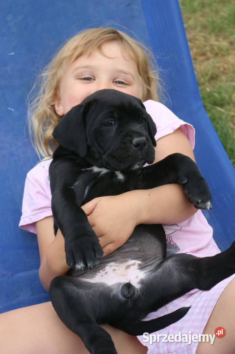 Cane corso szczeniaki ZKwPFCI podkarpackie Nowotaniec