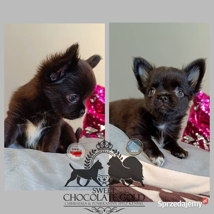 Chihuahua piesek długowłosy czarny rodowód Bełchatów