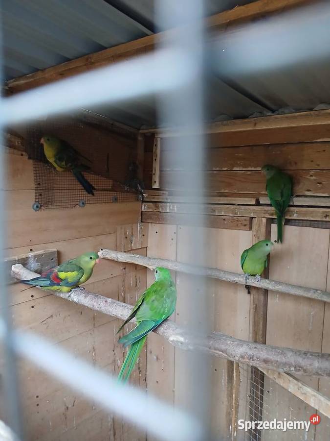 Bergi i barabandy sprzedam