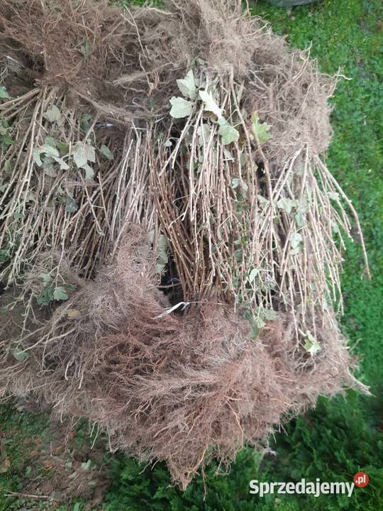 Porzeczka sadzonka sztobty liscie Czarna Puławy