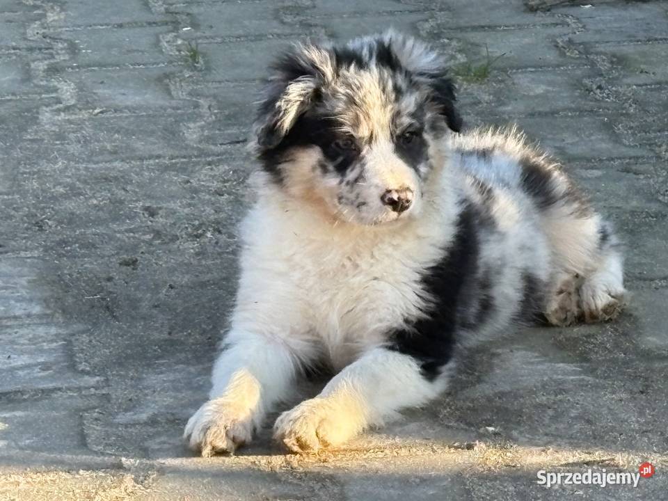 Border collie szczeniaki Błaszki