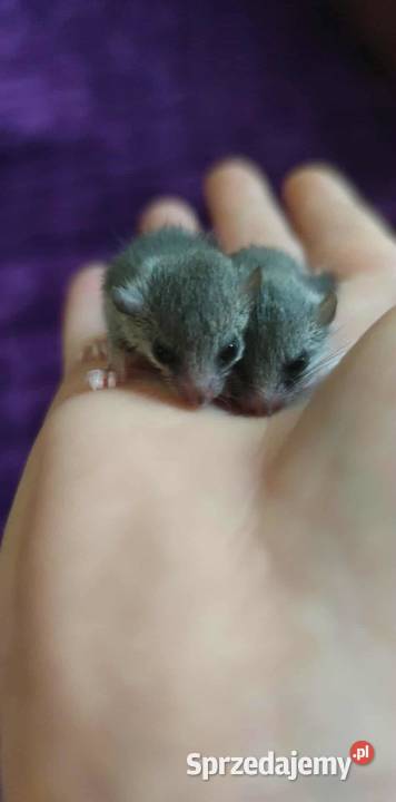 Popielica Afrykanska Warszawa