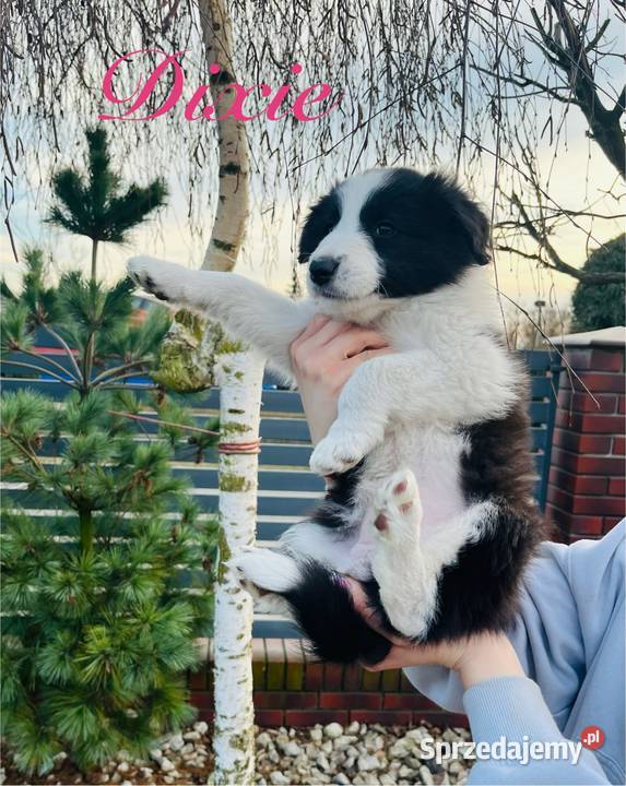 Pieski Border Collie Ratyń