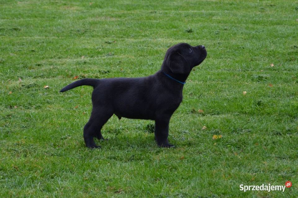 Szczeniaki Labrador Retriever czarne i Labrador Żelechlinek